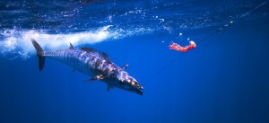 gd-deep-sea-fishing-action-e1430944624353